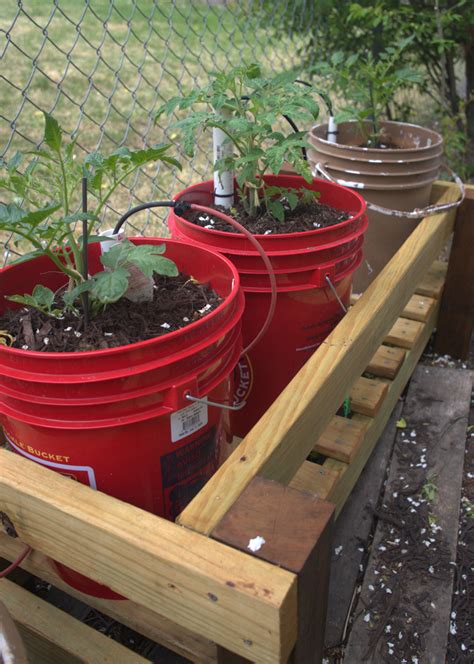 Grow Food In 5 Gallon Buckets - 15 Fruits & Veggies That Thrive