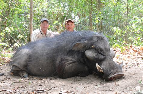 Very Big Body Giant Forest Hog | AfricaHunting.com