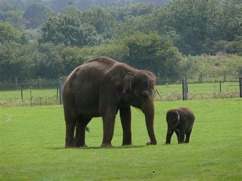 Picture 12 of 12 - Indian Elephant (Elephas Maximus Indicus) Pictures ...