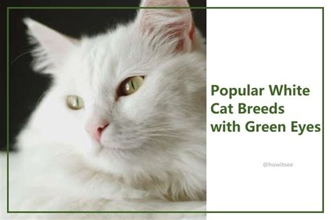 How Common Are White Cats With Green Eyes? The Answer Will Surprise You!