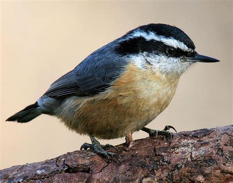 Red-breasted Nuthatch Songs and Calls - Larkwire