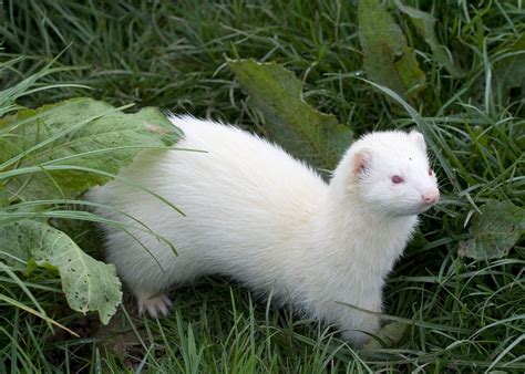 White Ferret | A white ferret at Jimmy's Farm, Ipswich. | amWalker44 ...