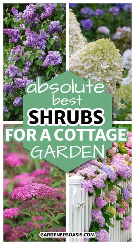 Best Shrubs For A Cottage Garden