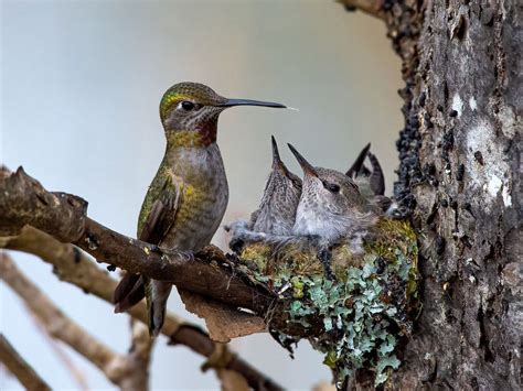 Anna's Hummingbird Nesting (Behavior, Eggs + Location) | Birdfact