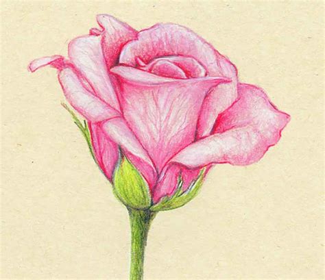 Colored Pencil Flower Drawings at PaintingValley.com | Explore ...