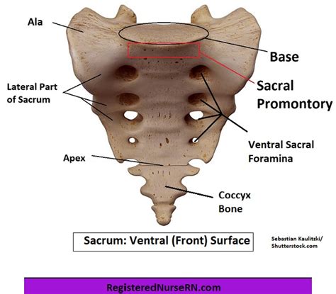 Sacrum Anatomy: Learn the Sacrum Bone (Images, Video, Notes)