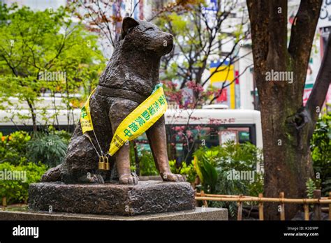 The Hachiko dog bronze statue near the Shibuya train station in the Shibuya district of Tokyo ...