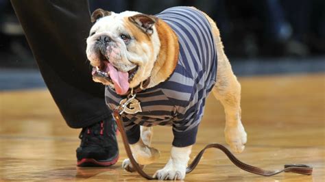 Georgetown taught its bulldog mascot to skateboard - Sports Illustrated