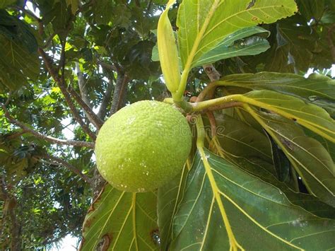 Breadfruit tree 3 stock photo. Image of fruits, breadfruit - 98839788