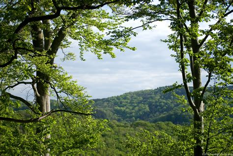 Free photo: Indian Forest Landscape - Forest, India, Landscape - Free Download - Jooinn