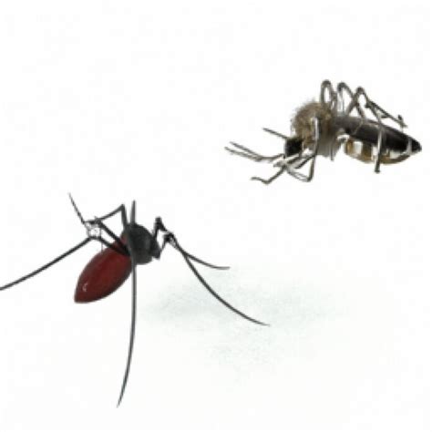 Spider Bite vs Mosquito Bite: Understanding the Differences - This Week ...