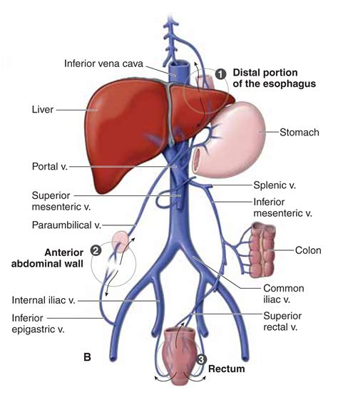 Medical Terms & Сlinical Сases : Portal system