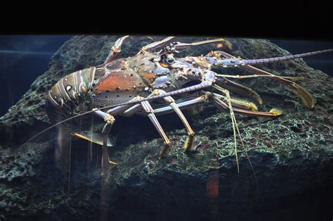 Wilmington NC 177 | Fort Fisher Aquarium | M Fletcher | Flickr