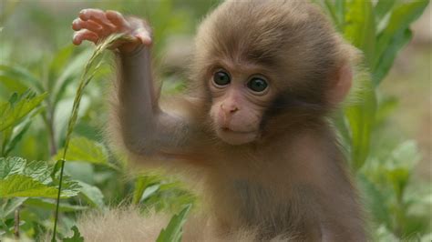 Baby Monkey Wallpaper (72+ images)