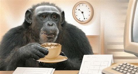 chimp+drinking+coffee.GIF (687×371) | Funny good morning memes, Morning memes, Thursday humor