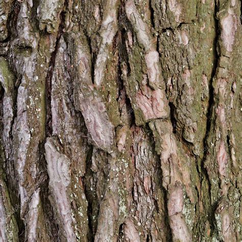 Bark of Pine Tree — Stock Photo © tepic #4790077