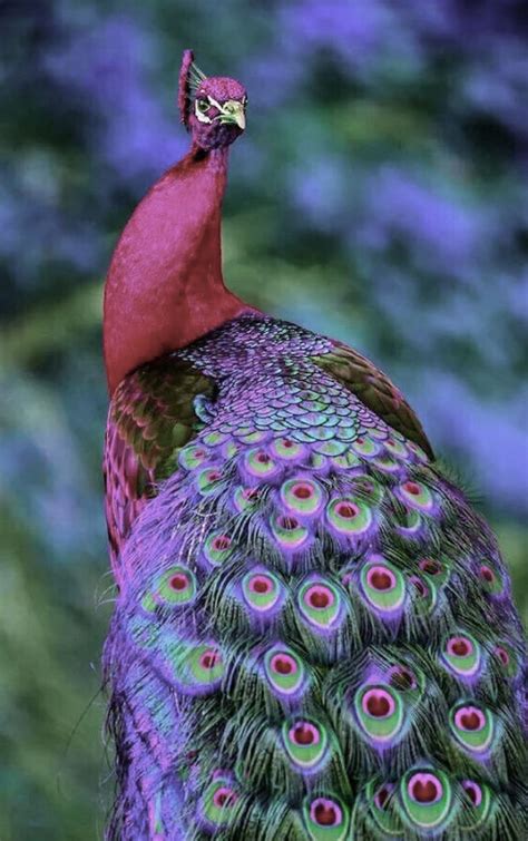 Pin by Gail Steven on A family affair | Exotic birds, Beautiful birds, Colorful birds