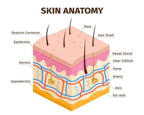 Premium Vector | Human skin layers anatomy dermis epidermis and hypodermis tissue skin structure ...