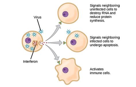 Interferons | Concise Medical Knowledge