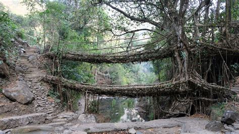 India's Meghalaya 'living root bridges' get stronger as the trees grow ...