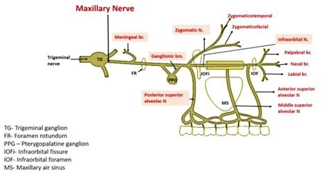 Maxillary Nerve , Origin, Course and Branches , Anatomy QA | Maxillary ...