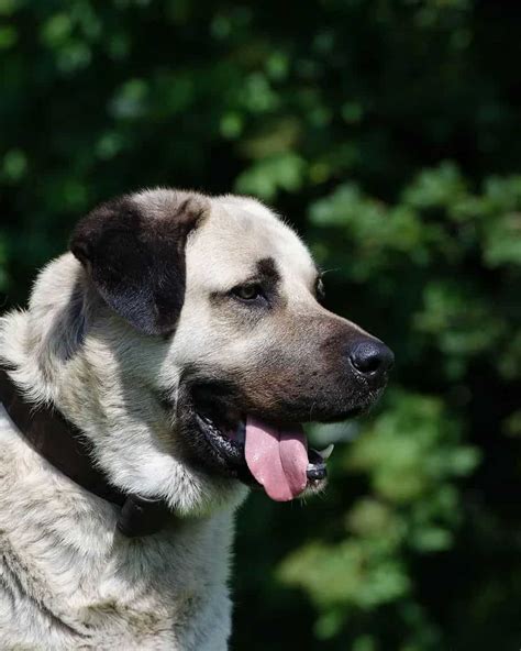 Kangal Growth Chart: How Big Do These Tough Pups Get?