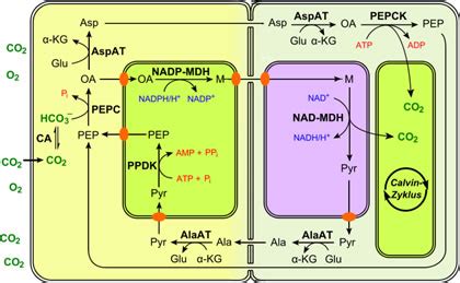 Plant Life: C4 and CAM Photosynthesis