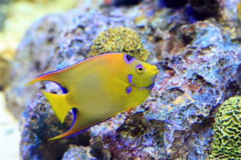 "Queen Angelfish" Images – Browse 392 Stock Photos, Vectors, and Video ...