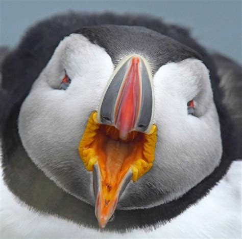 PsBattle: This Atlantic Puffin opening its beak. : r/photoshopbattles