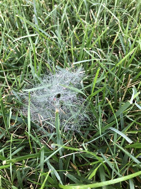 Dew on Webs of Grass Spider May Indicate a Beautiful Day – Douglas County Herald