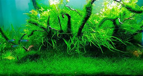 Java moss carpet. Photo by Aquascape Aquarium. | Planted aquarium, Aquarium, Fish tank