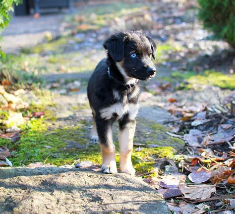 Australian Shepherd Lab Mixed Dog Breed Pictures, Characteristics, & Facts