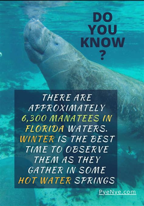 The Best Places And Tips For Kayaking With Manatees | PyeNye