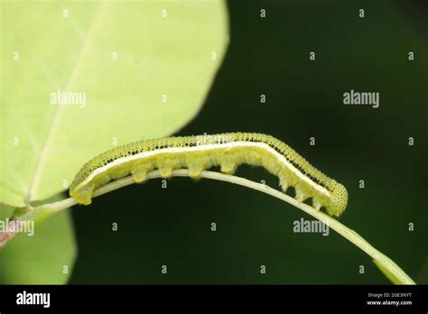 Luna moth caterpillar, Actias luna, Satara, Maharashtra, India Stock ...