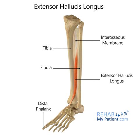 Extensor Hallucis Longus Anatomy