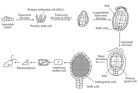 4. Stages in the development of antheridium i. During the development... | Download Scientific ...