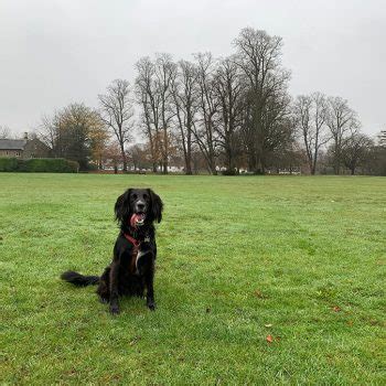 Frenchay Common - Bristol dog walk - Bristol Barkers