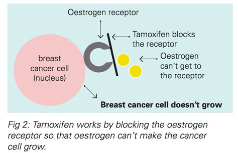 Hormonal Therapies for Breast Cancer Fact Sheet | Westmead BCI