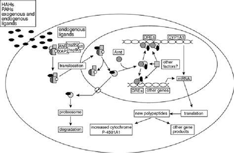 Mechanism of dioxin toxicity | Download Scientific Diagram