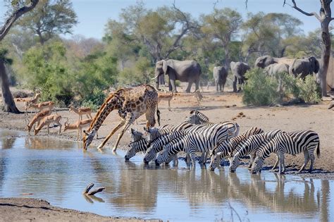 10 Iconic Animals That Live Only In Africa - WorldAtlas