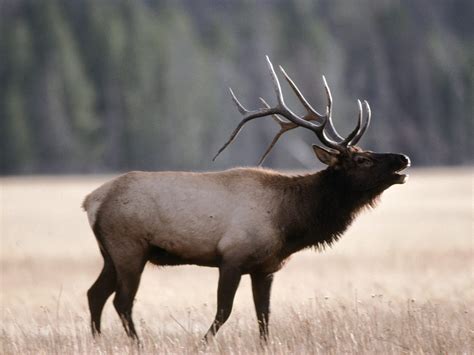 Elk Antlers - aretedogsupply.com