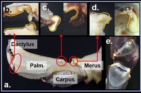 Anatomy of a cheliped of a Calappa philargius. (a) Segmentation of the ...