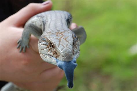 Blue Tongue Skink Care: Diet, Size, Enclosure Setup...