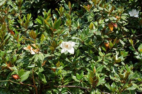 Magnolia | Magnolia Магнолия (Magnolia) | Alexxx Malev | Flickr