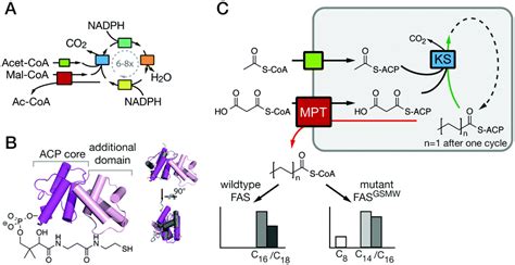 Analysis and engineering of substrate shuttling by the acyl carrier ...