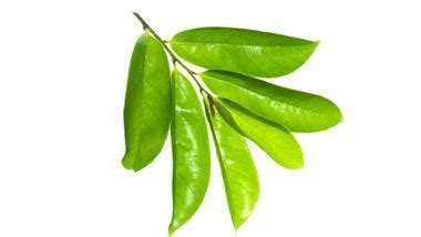 Soursop Tea Benefits and Side Effects You Should Know About