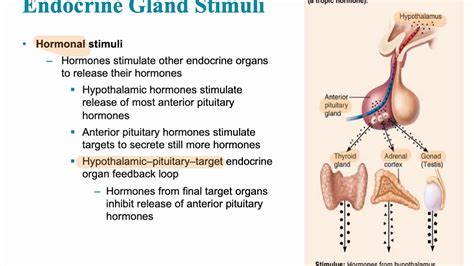 Endocrine System Video 2 - YouTube