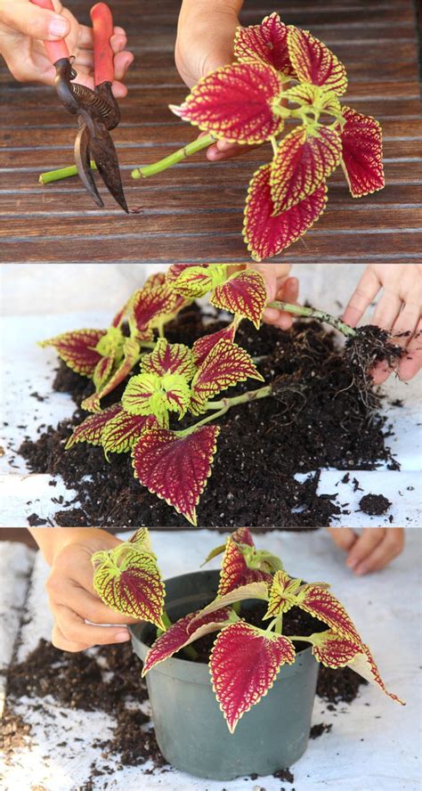 Coleus Lover's Guide ( Grow Tips, Easy Propagation, & Beautiful ...