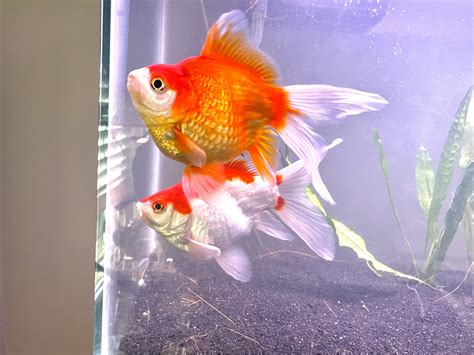 What’s a good diet and feeding schedule to follow? : r/Goldfish