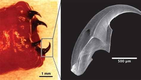 Bloodworms Make Their Teeth From Metal And Now We Know How | IFLScience